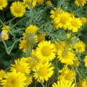 Anthemis tinctoria